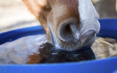 Datos sobre las necesidades de agua en el caballo