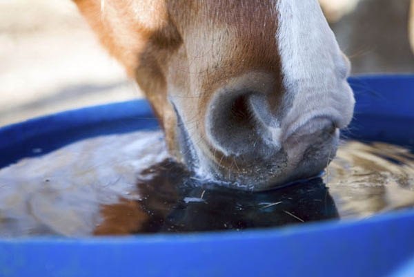 Datos sobre las necesidades de agua en el caballo