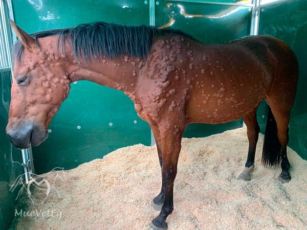 dermatitis alérgicas en caballos, clínica móvil equina Mueveteq